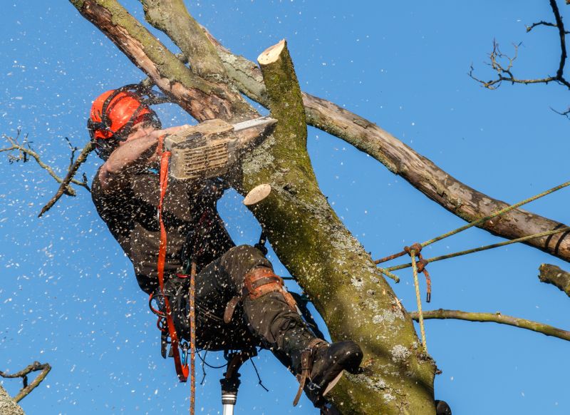 Tree Cutting Safety Gear