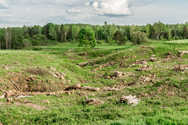 Landscape Restoration