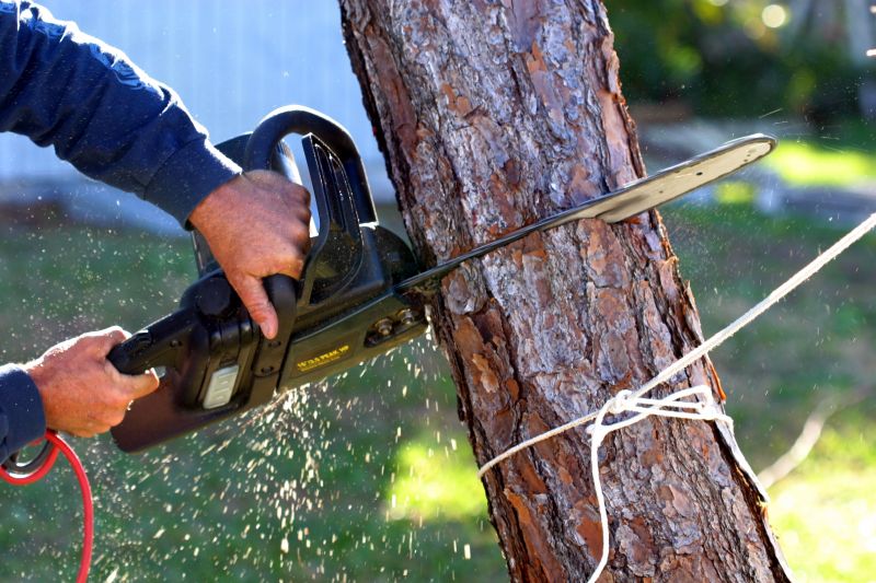 Spring Tree Removal Process
