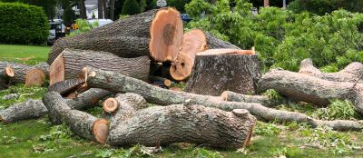Tree Service Companies