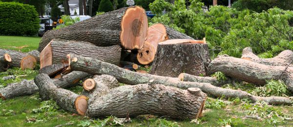 Cost of Large Tree Removal in Alexandria