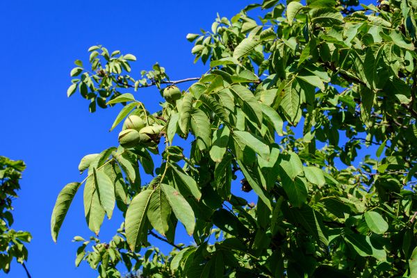 Cost of Walnut Tree Removal in Alexandria