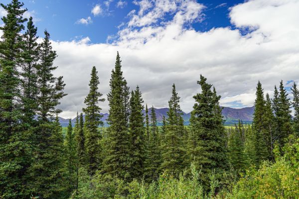 Cost of Spruce Tree Removal in Alexandria