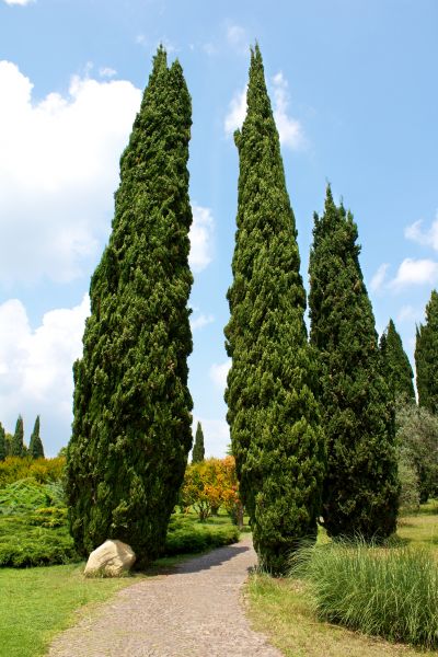 Cost of Cypress Tree Removal in Alexandria