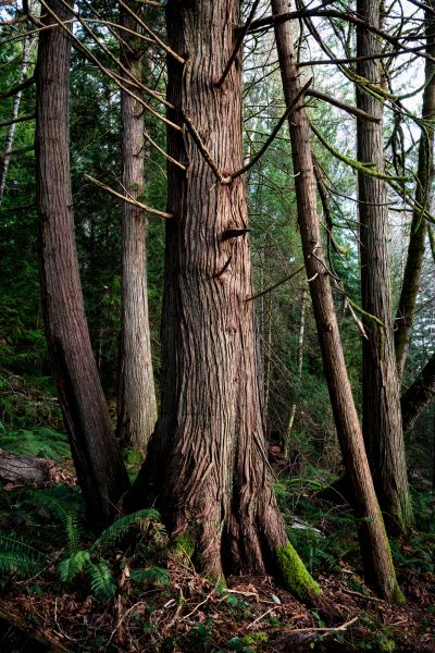 Cost of Cedar Tree Removal in Alexandria