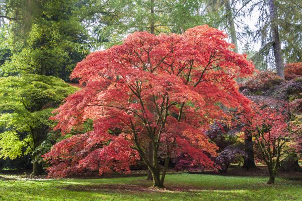 Cost of Maple Tree Removal in Alexandria