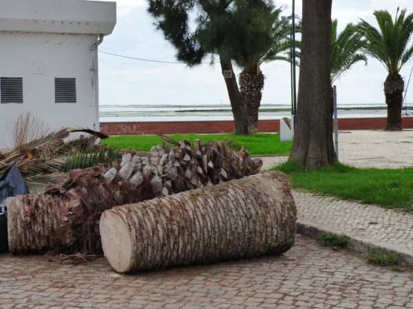 Cost of Palm Trees Removal in Alexandria