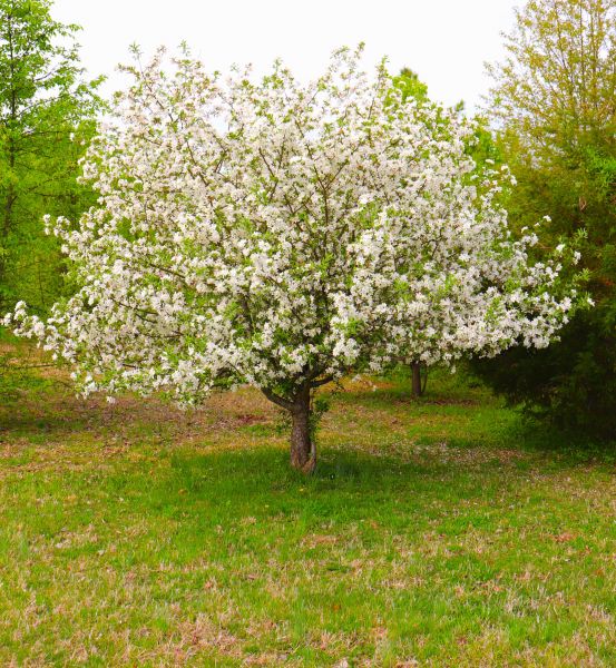 Cost of Dogwood Tree Removal in Alexandria