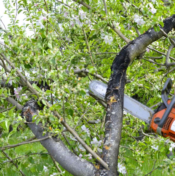 Cost of Apple Tree Removal in Alexandria