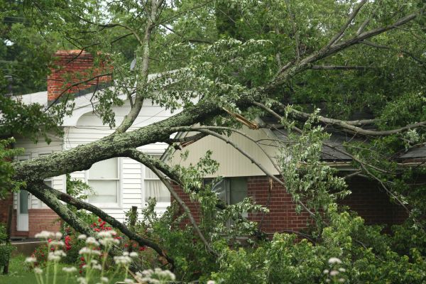 Cost of Emergency Tree Removal in Alexandria