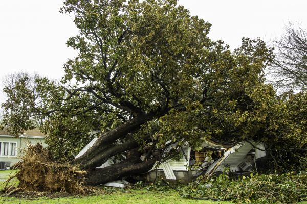 Cost of Fallen Tree Removal in Alexandria