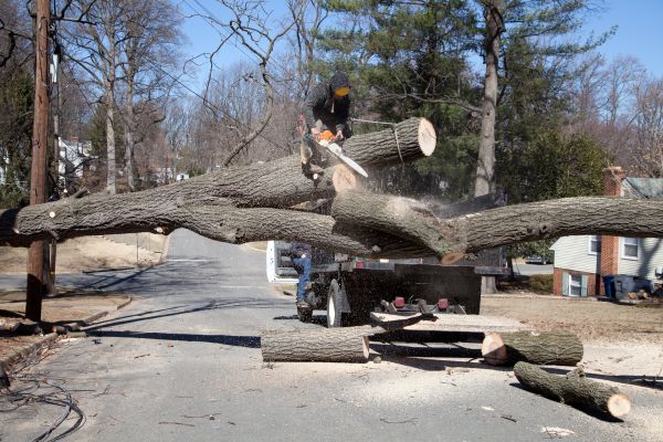 Cost of Residential Tree Removal in Alexandria